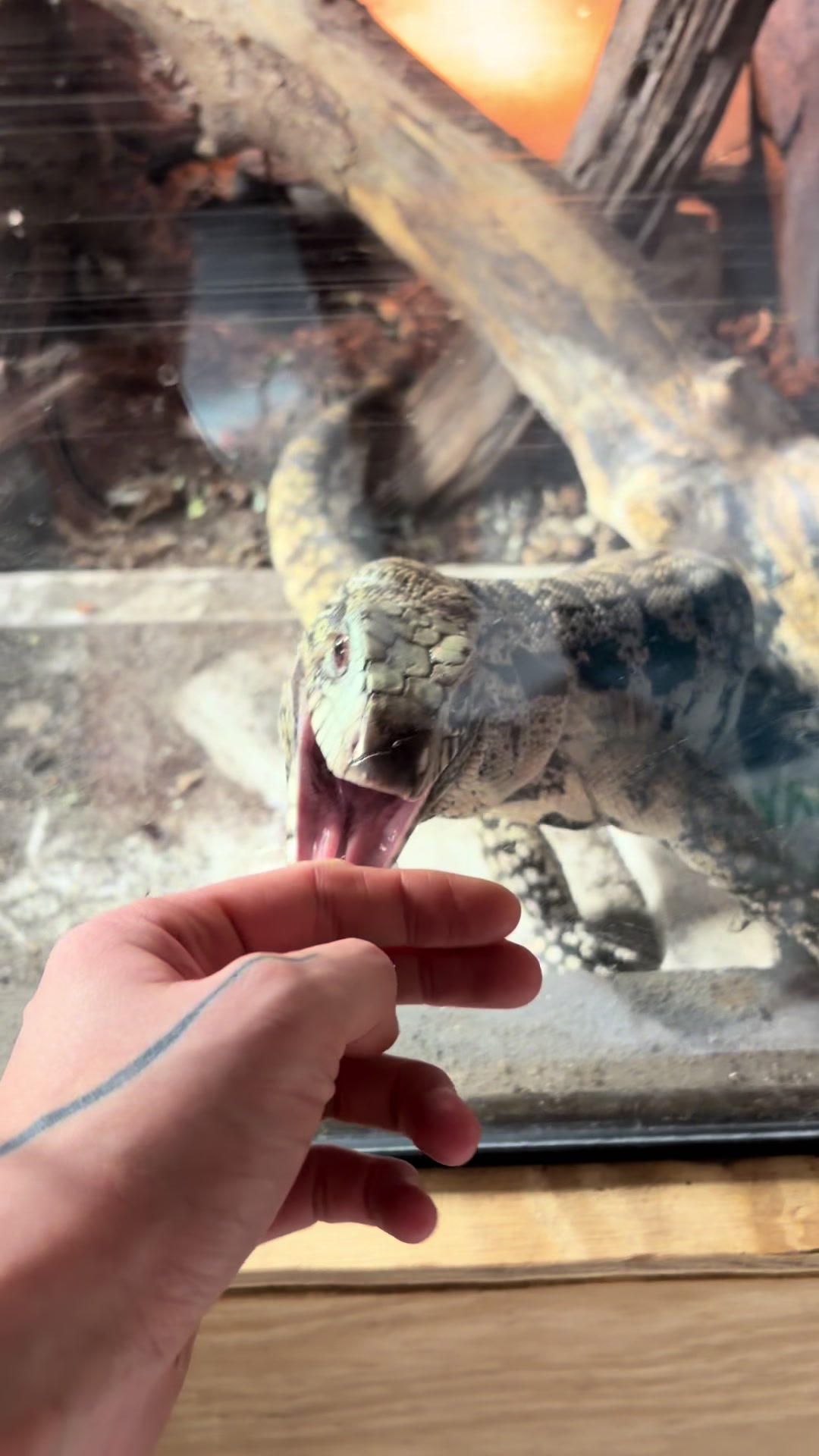 @layla🦎🍃