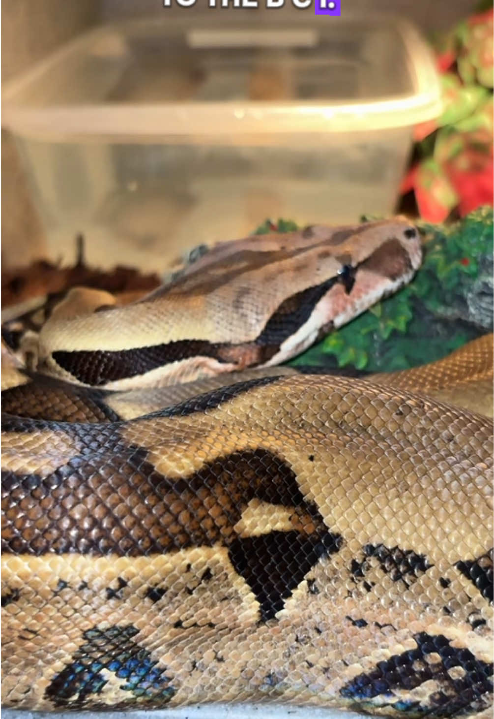 @🐍 Derricks Reptiles 🐍