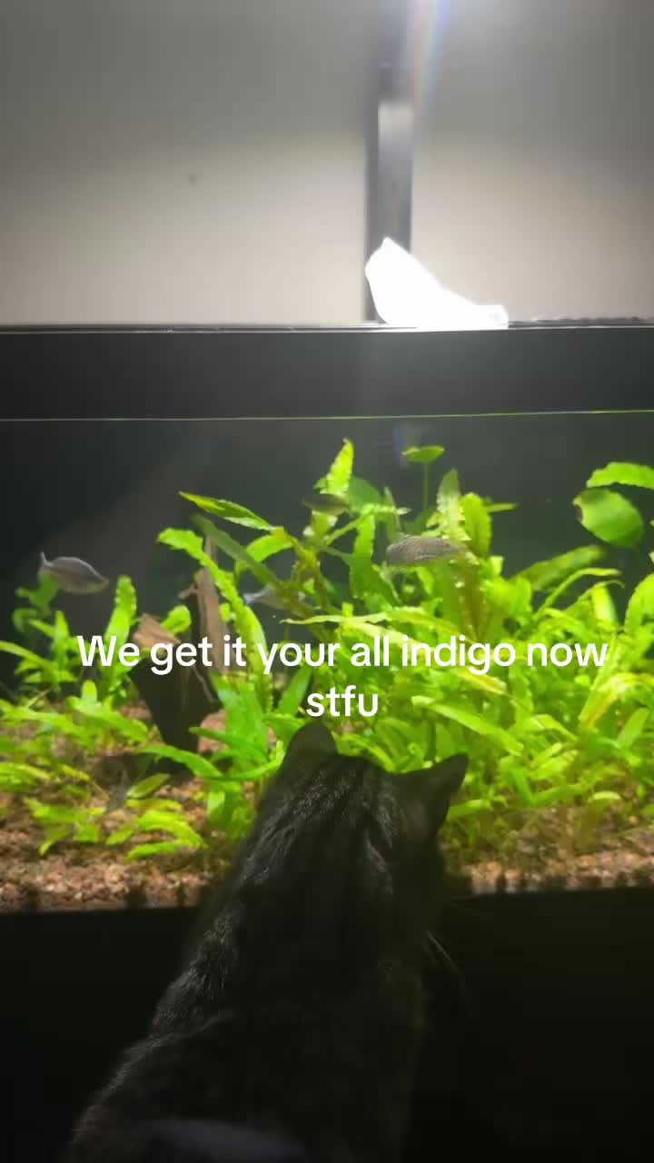 @SimpAquatics
