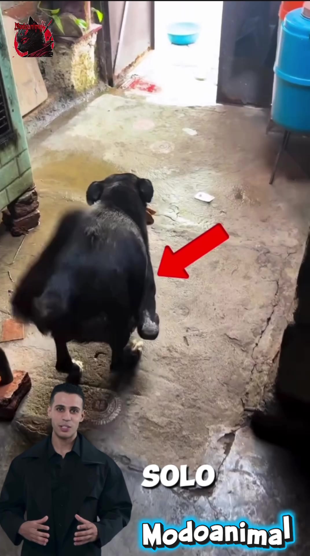@Modoanimal