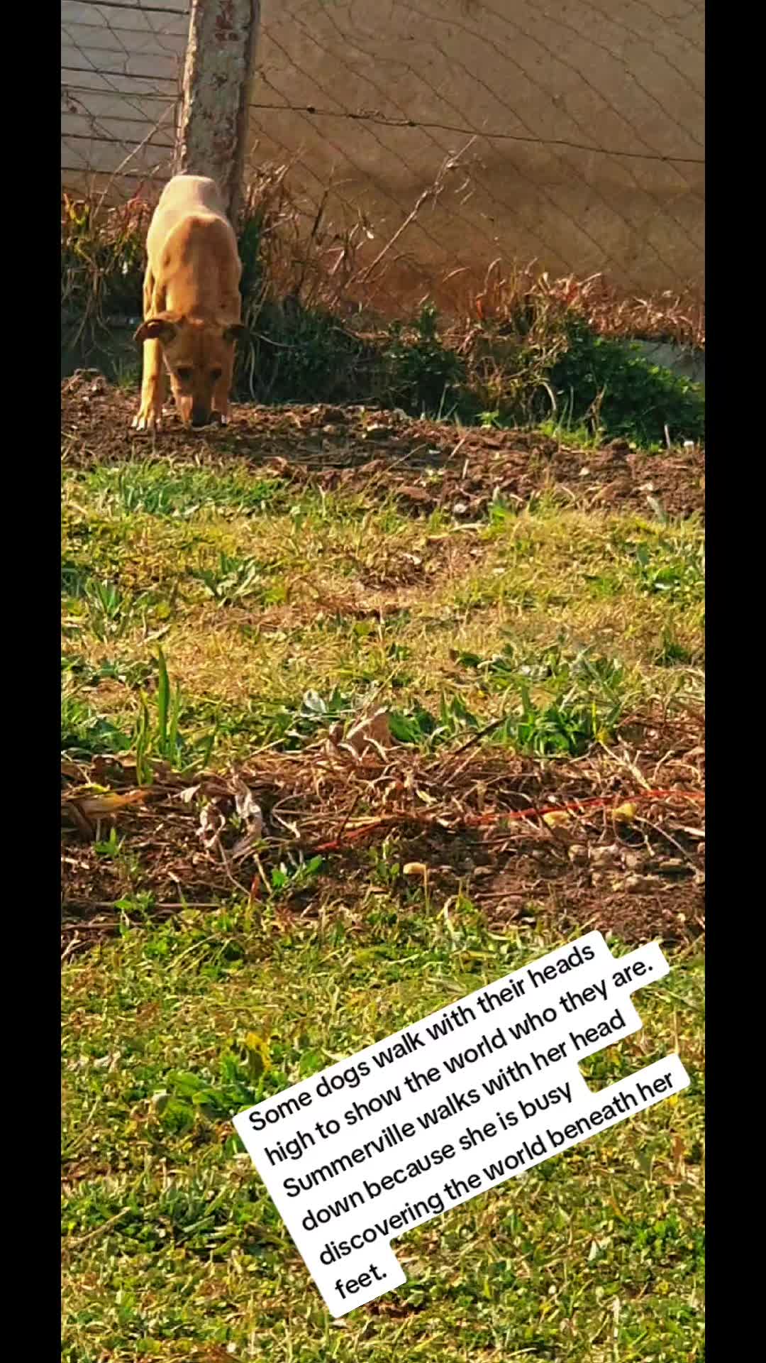 @LifeWithSummerAndShepherd