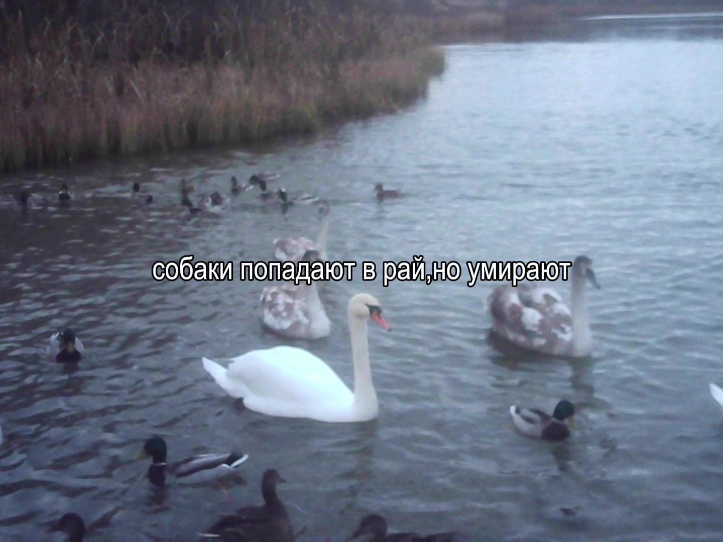 @оляска