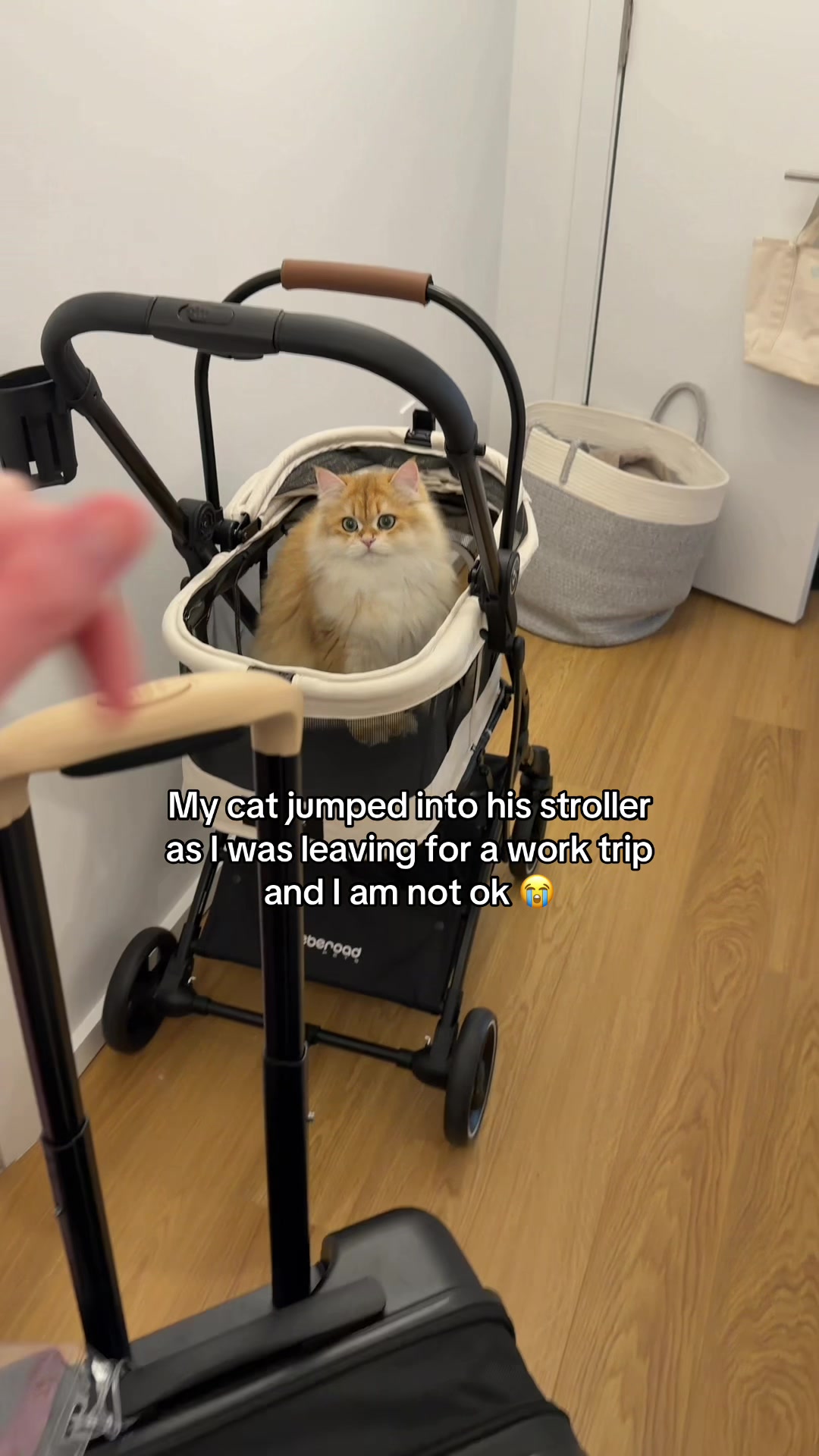 @Cleo the City Kitty