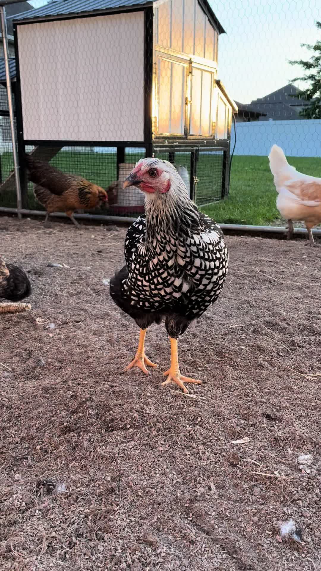 @Gray Acres Homestead