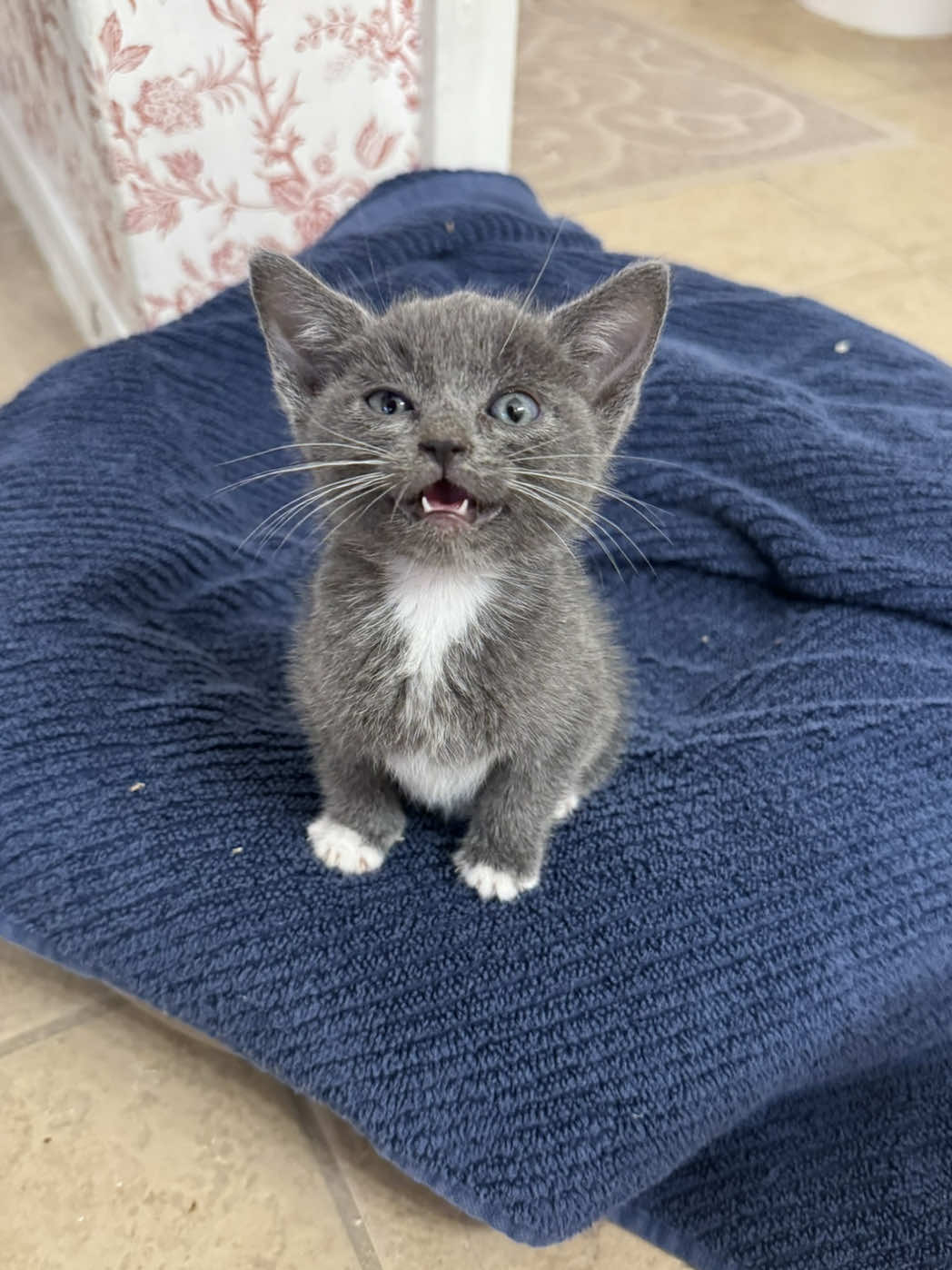 @poorbutfluffy