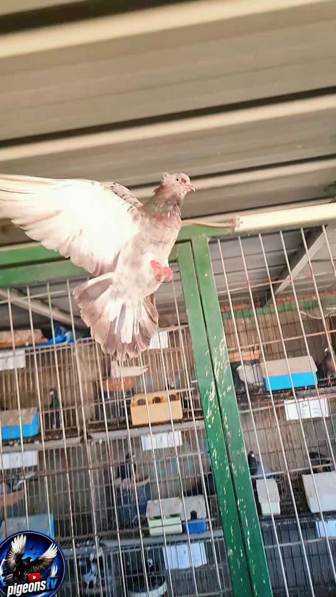 @Pigeons Tv
