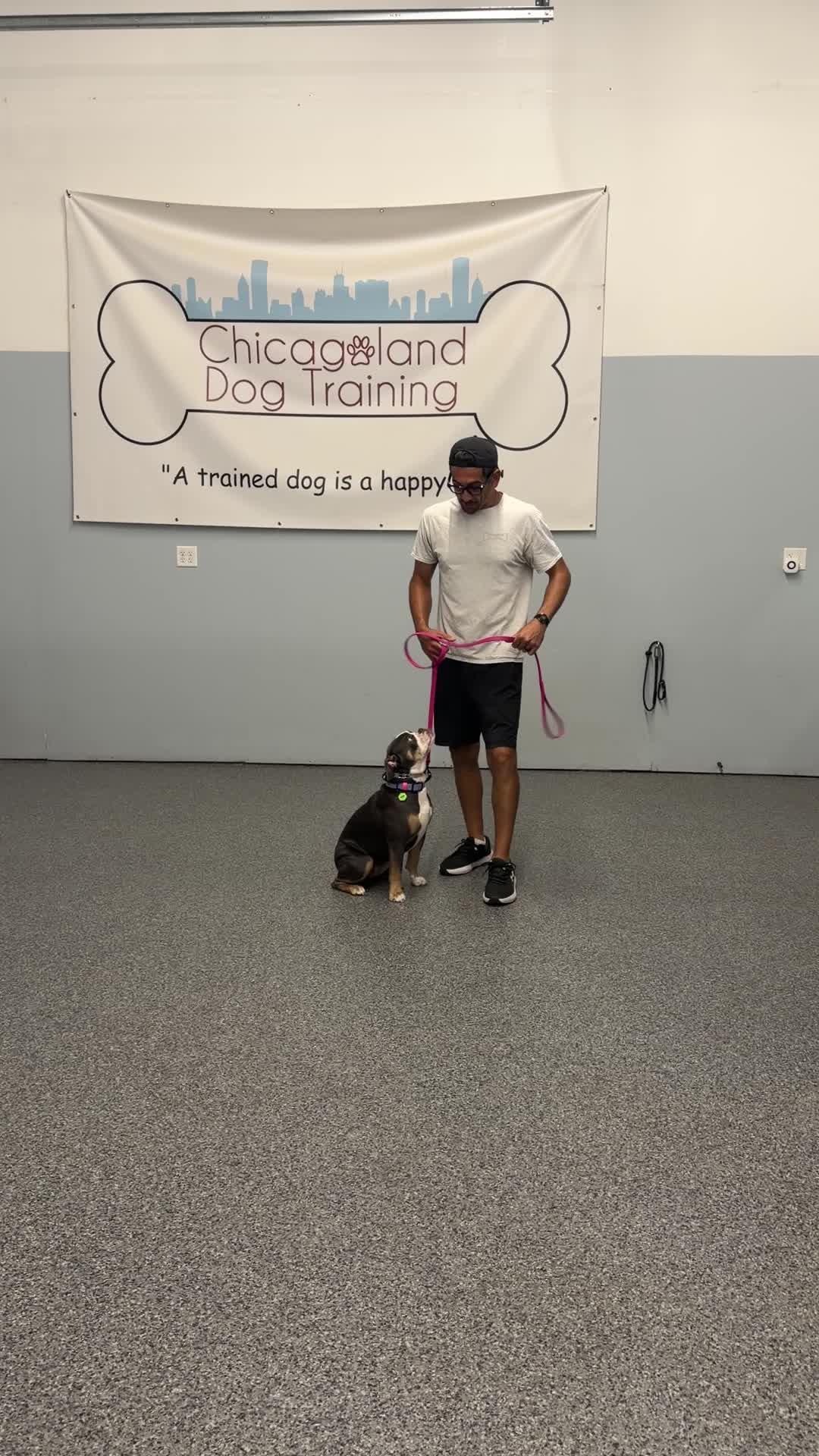@Chicagoland Dog Training