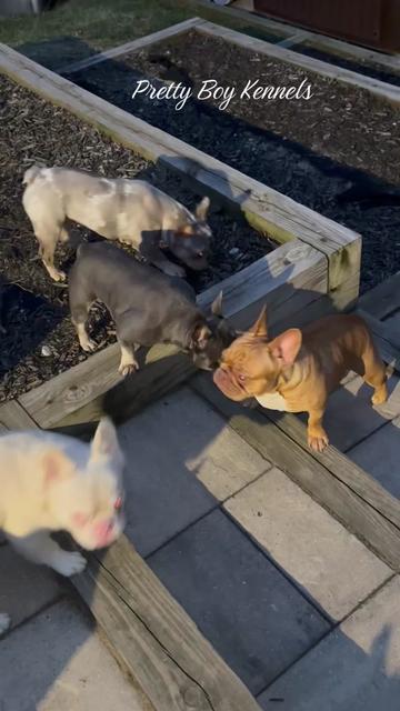 @prettyboykennels