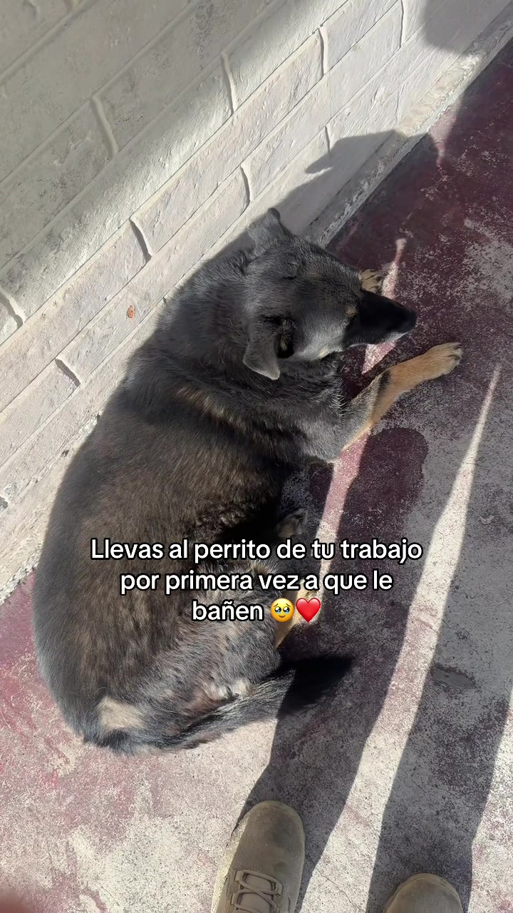 @Kirbypeluchina🧸