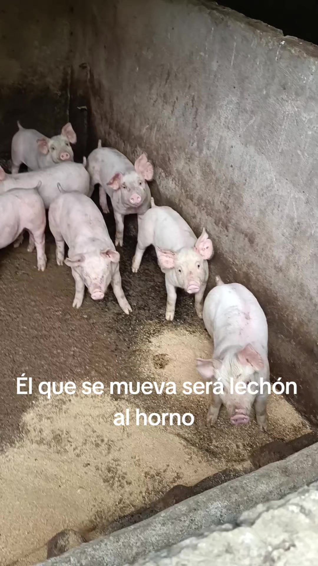 @Memo Villanueva