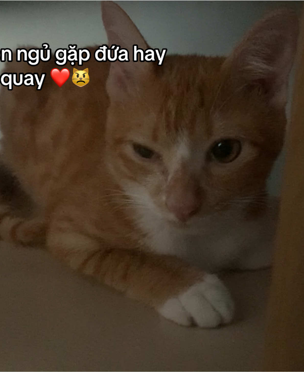 @Trú mèo tên mimi