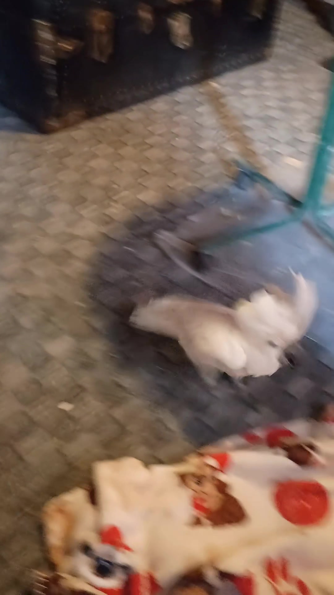 @Suzy the Cockatoo