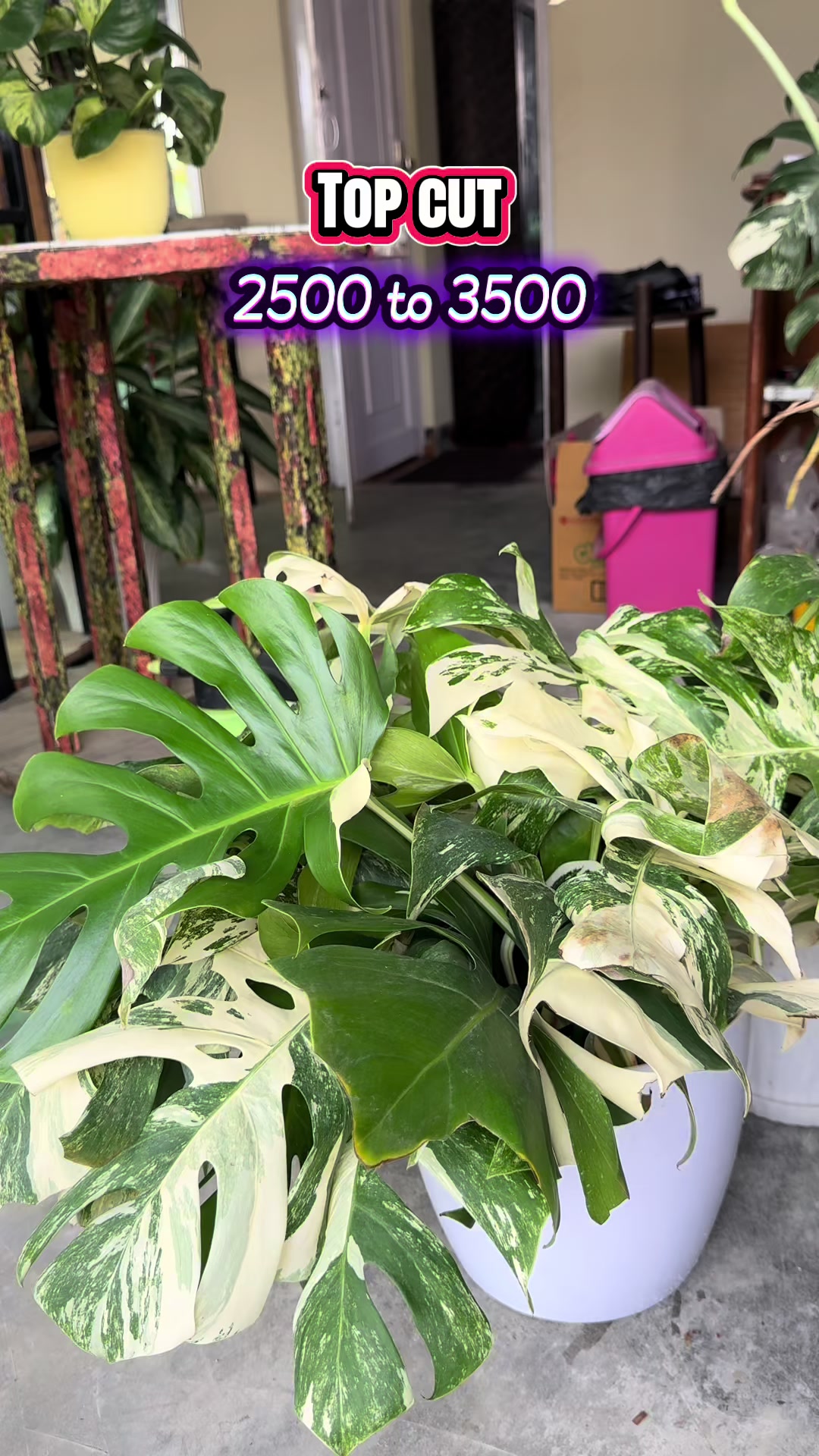 @Plants_for_house_decore