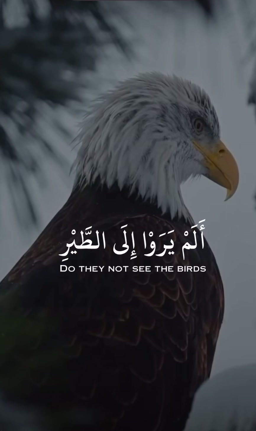 @BelovedRecitations