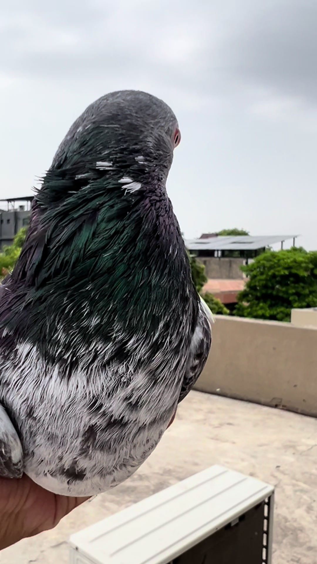 @The Best Pigeons