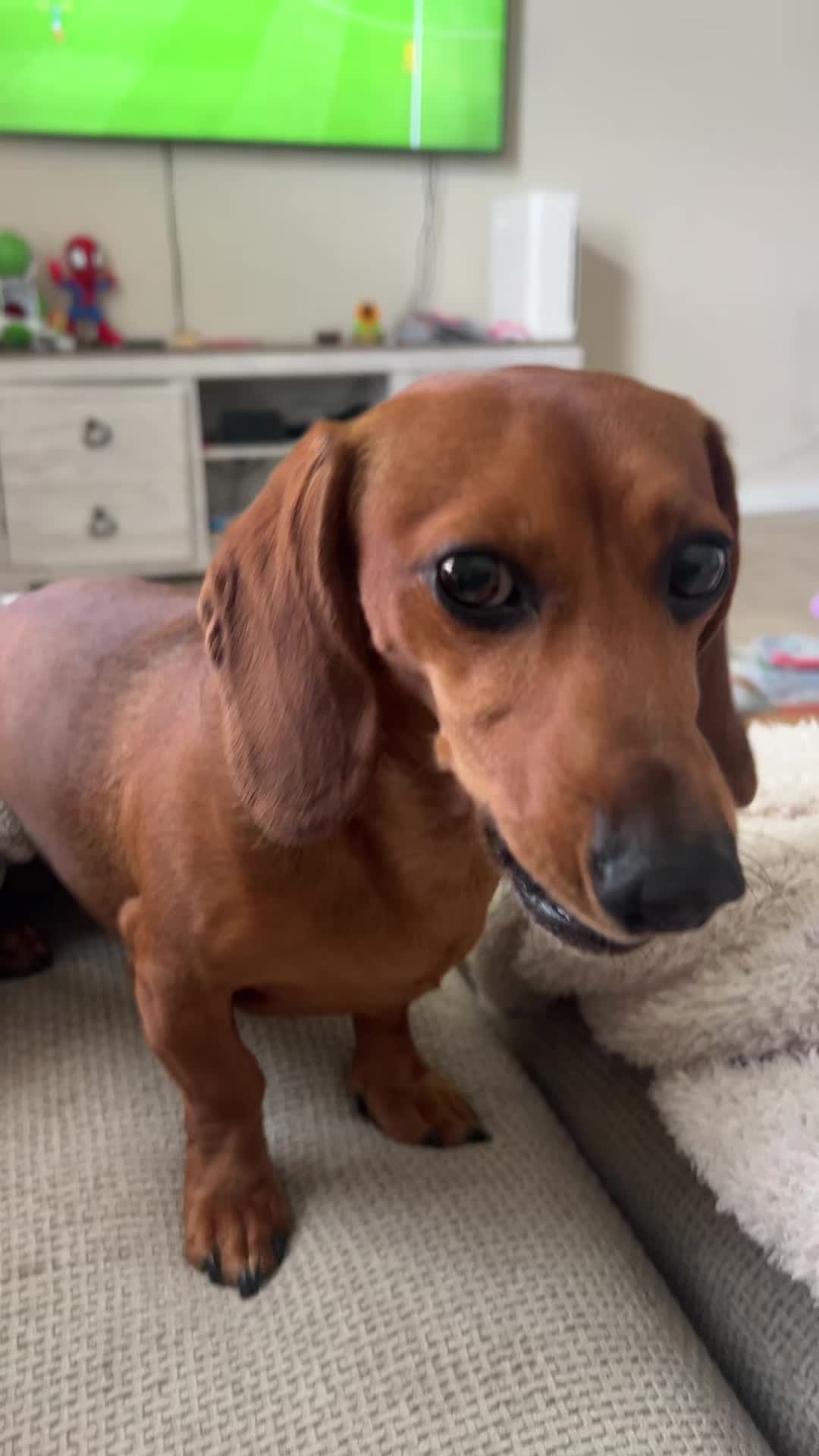 @Slinky Severus-Doo