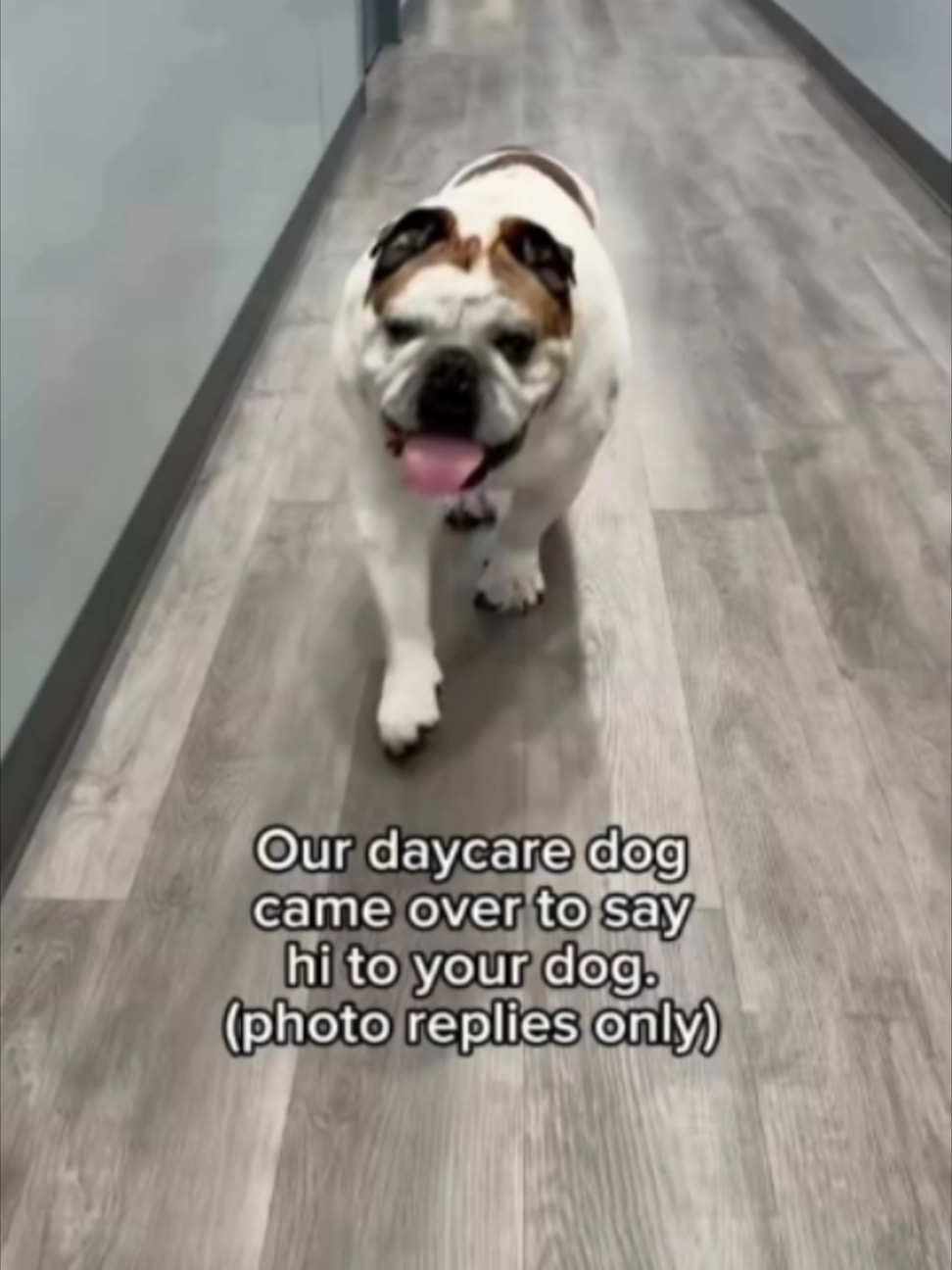 @Dogtopia
