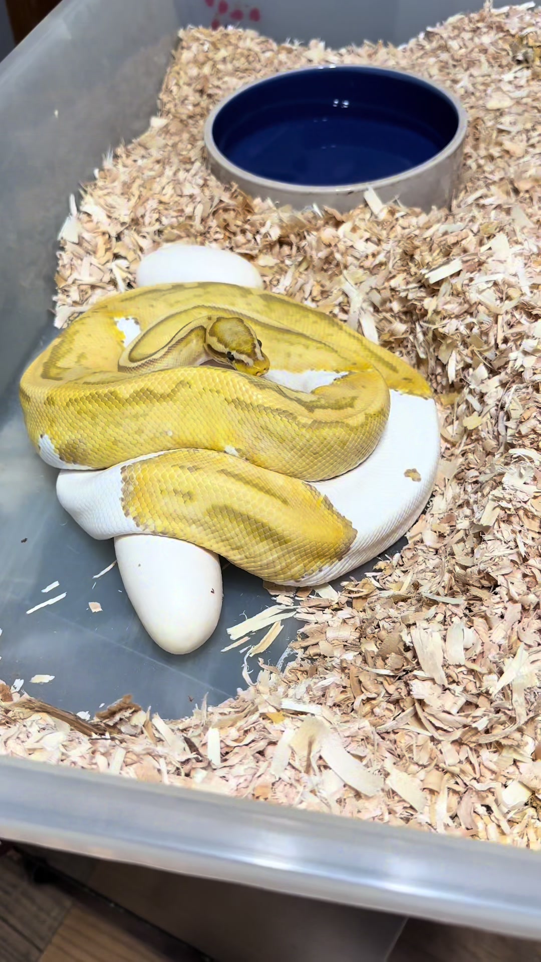 @Sallevallesnakes (jose)
