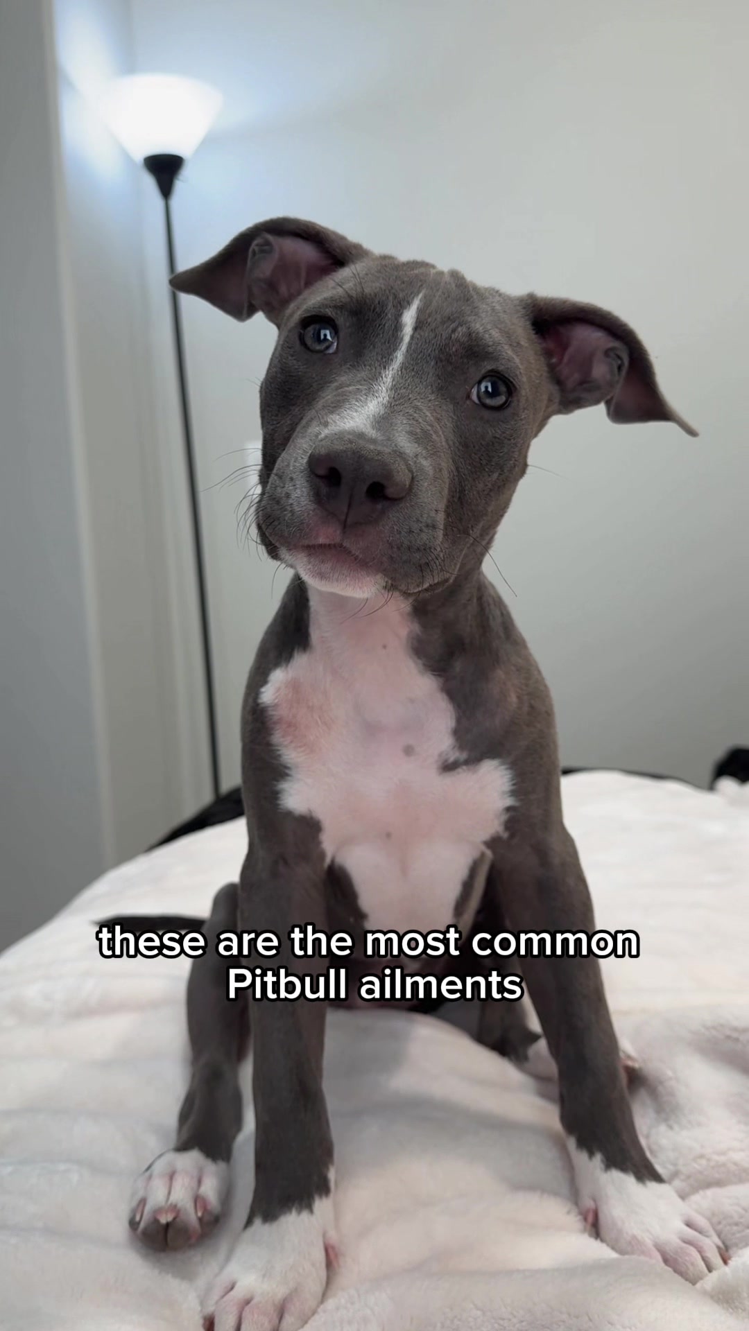 @@knight_thepit