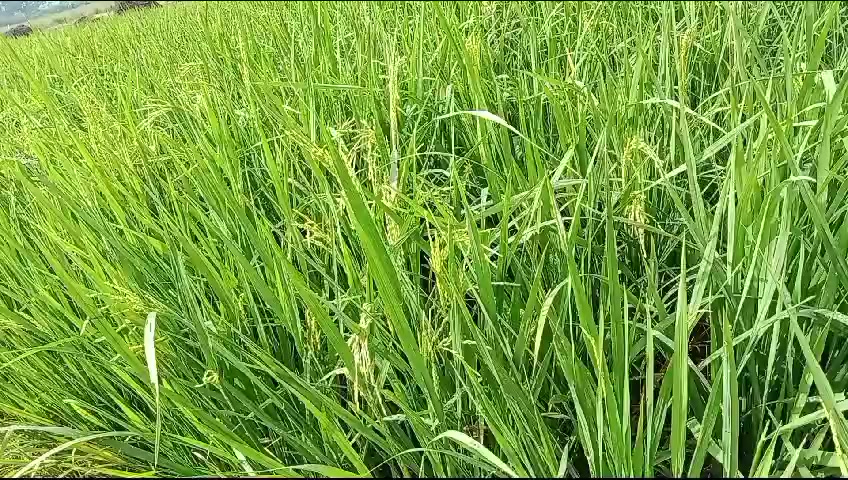 @ArifKingkong_