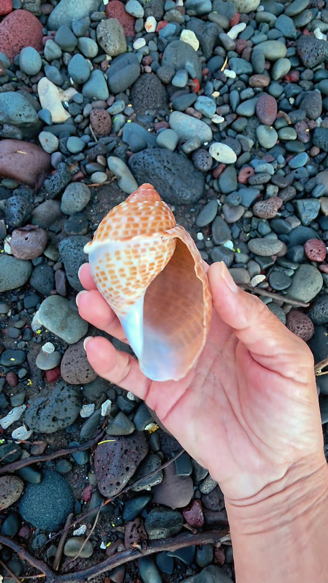@Noe 🐚 Shells
