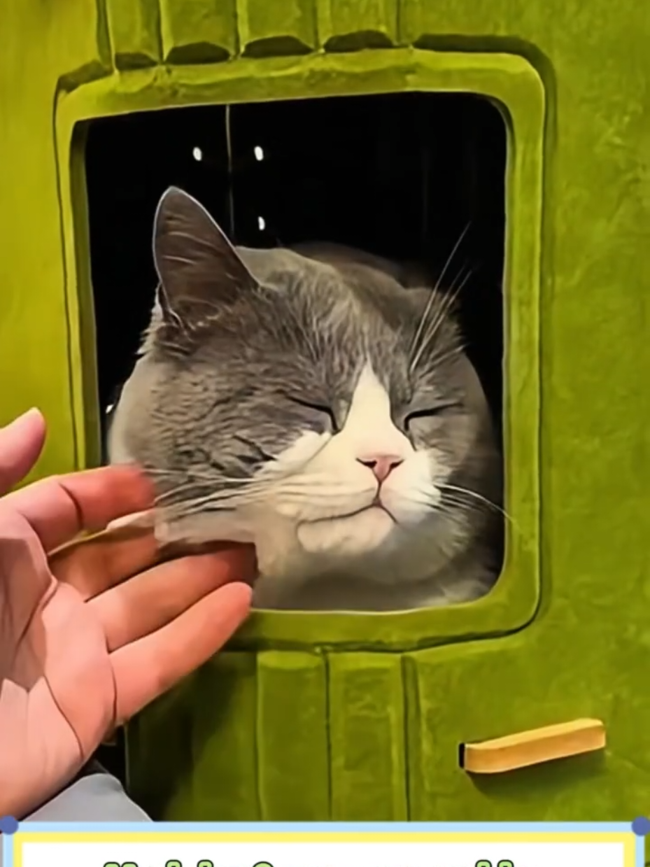 @Aicare Pet Studio