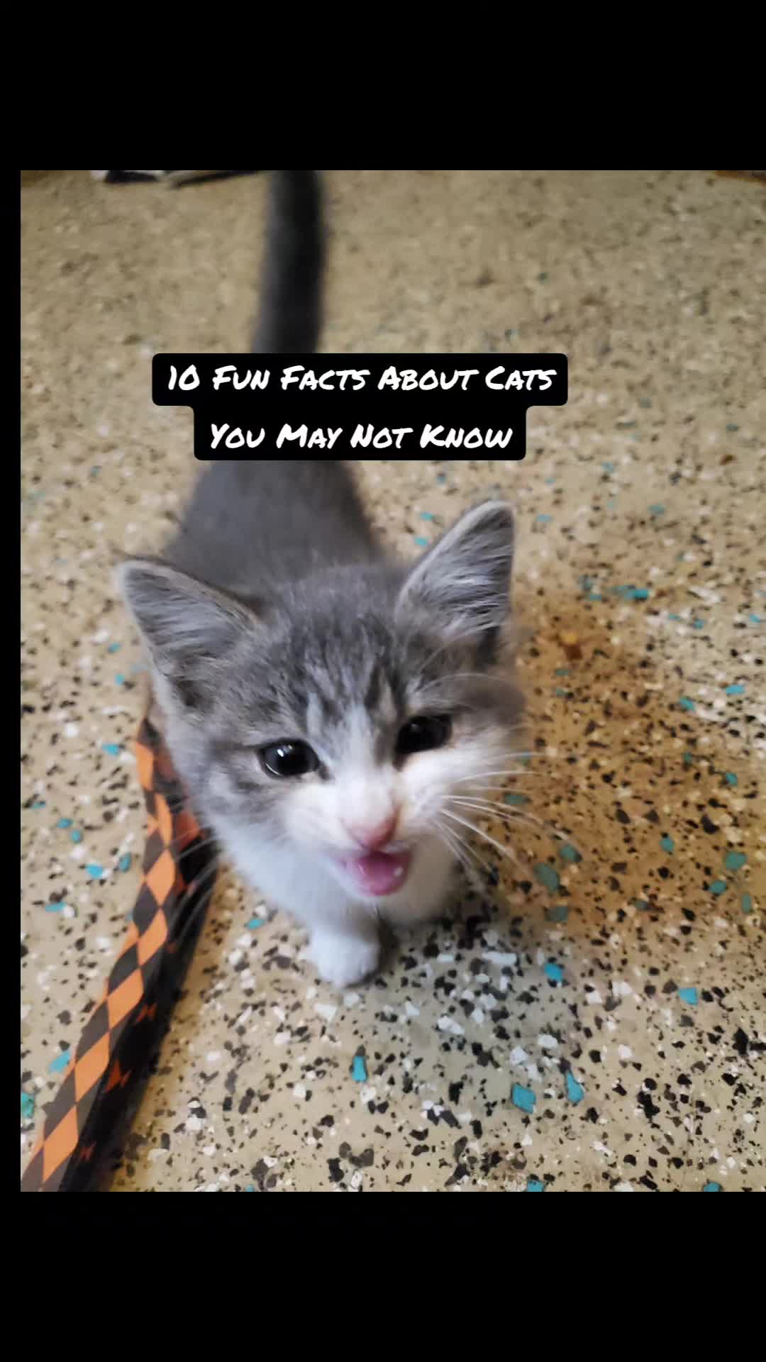 @Cool Cats of Panchot