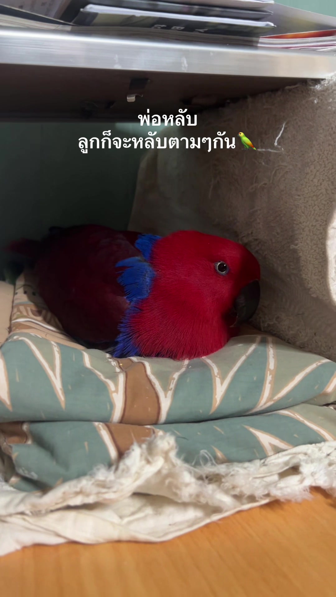 @Female parrot🥰👫🦜