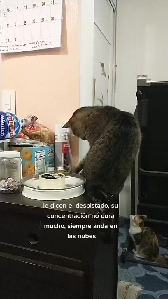 @petuchis