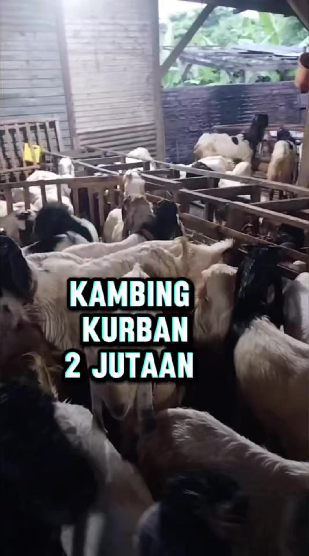 @Ayam Madu