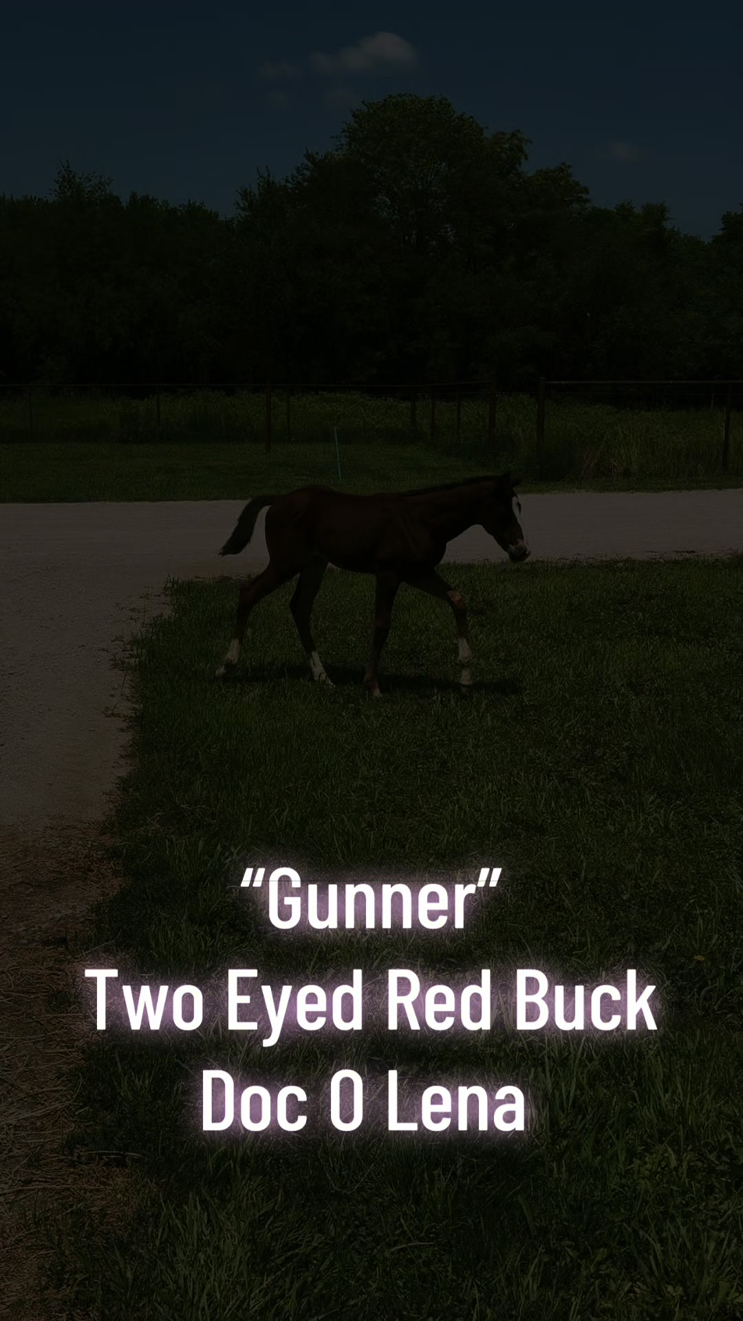@R.L.P Quarter Horses