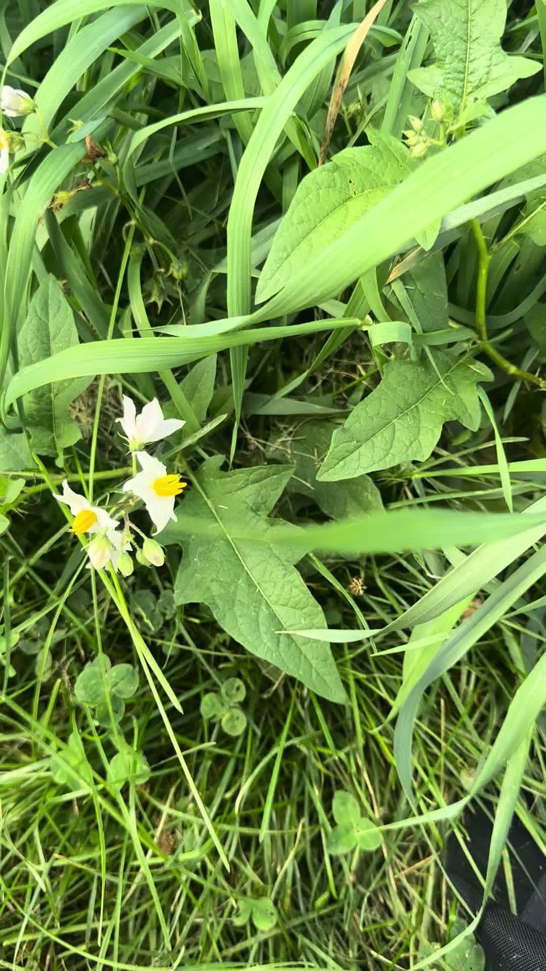 @SaraRNAtHappyFunMicroOrchard