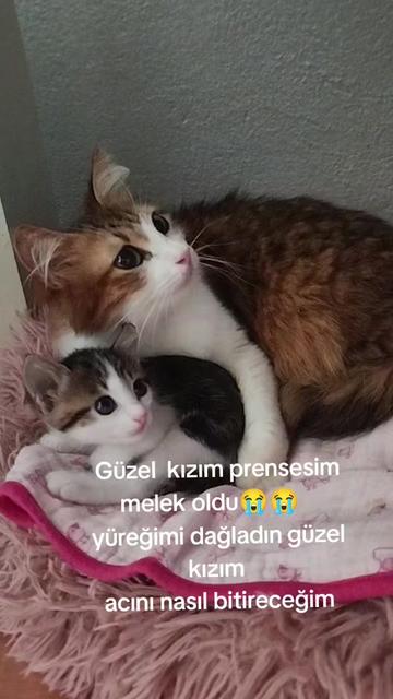 @Yildiz Rizeli 53 34