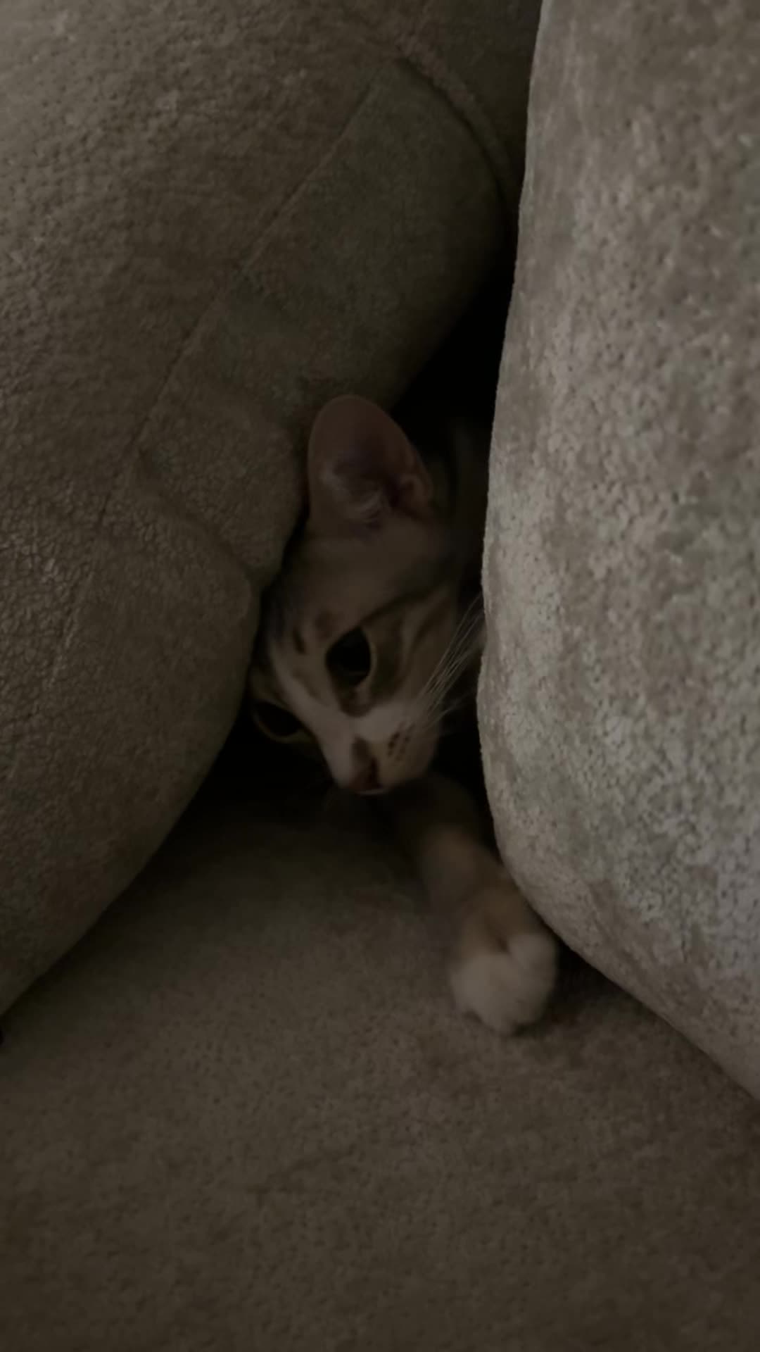 @Lots of cats