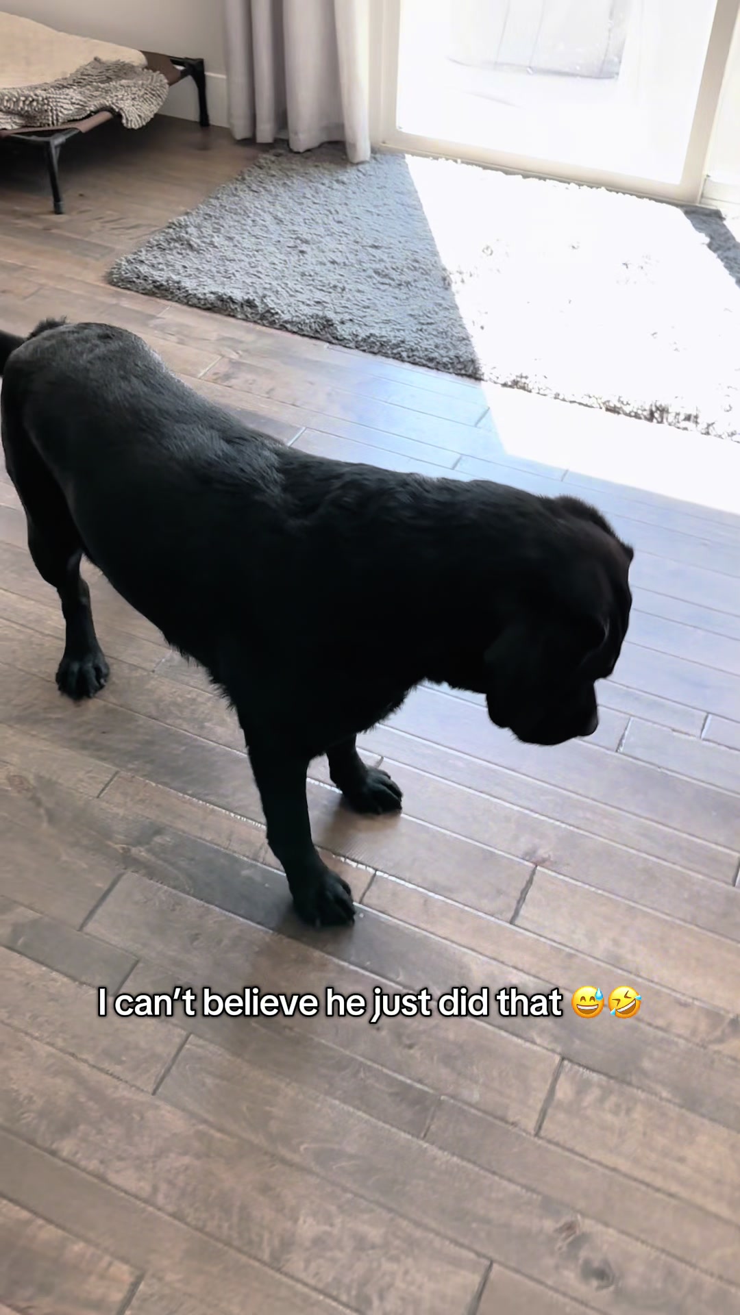 @Gunner the Good Boy Black Lab