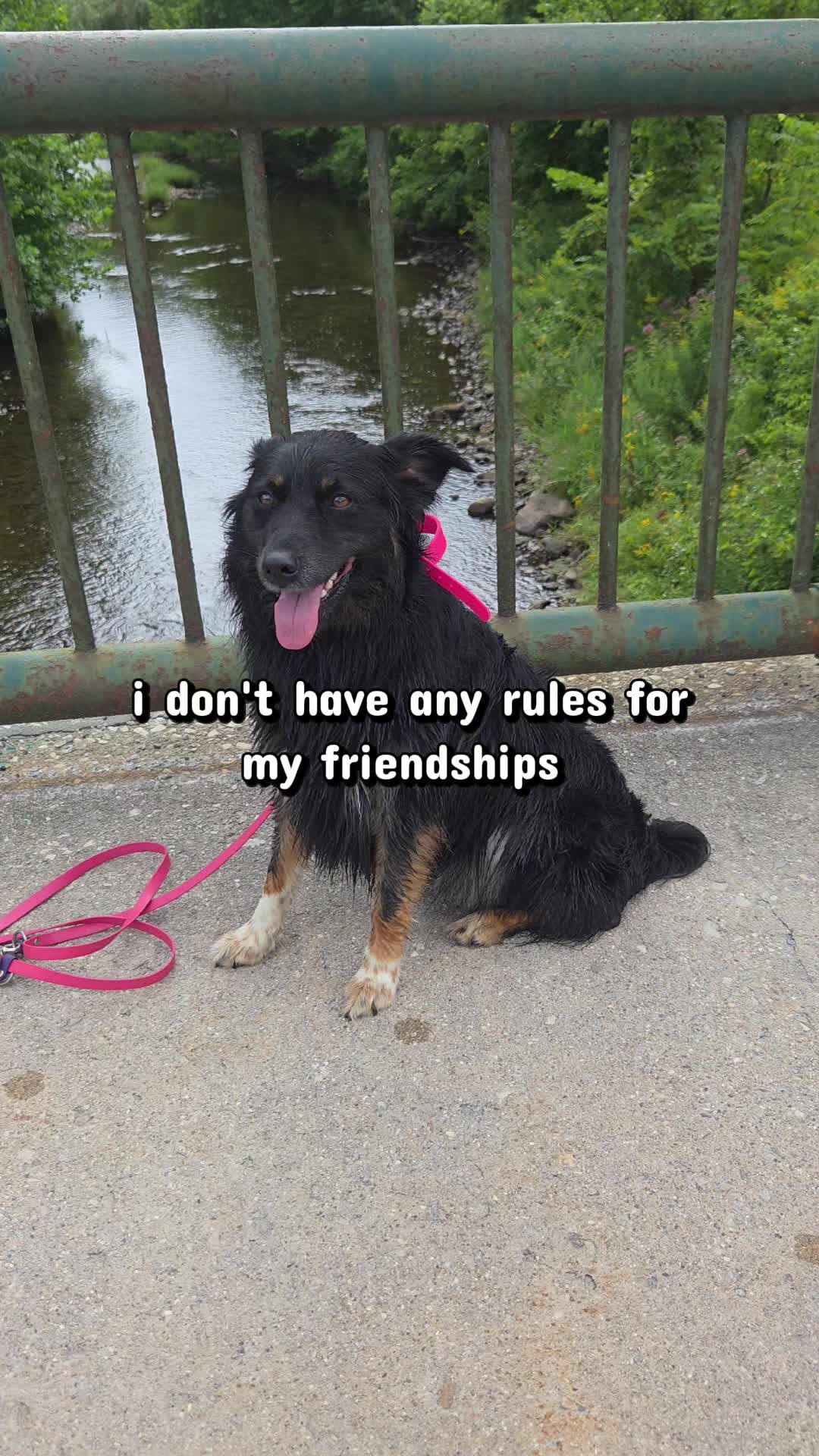 @Nala the Service aussie