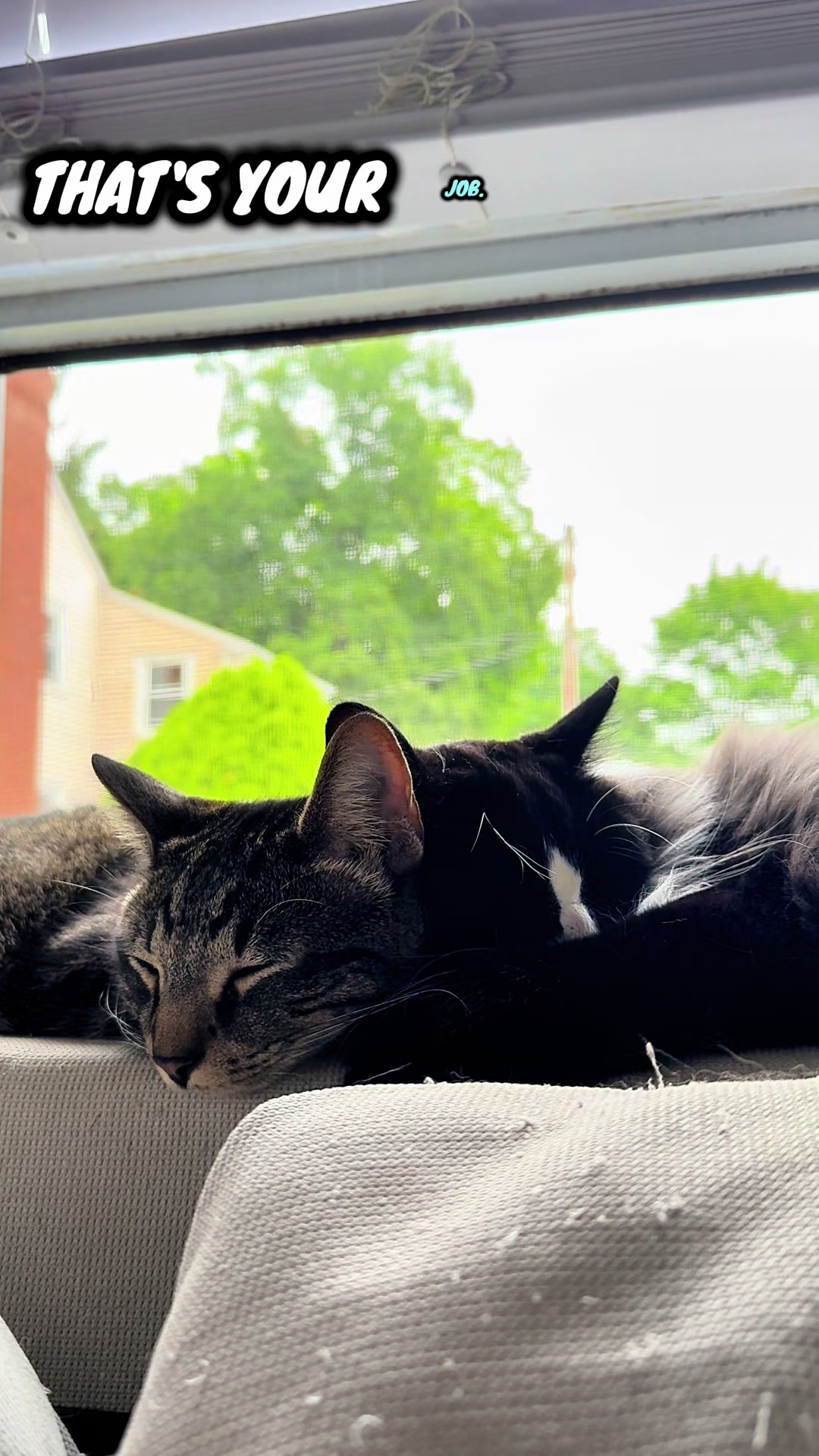 @TailsandWhiskersCo