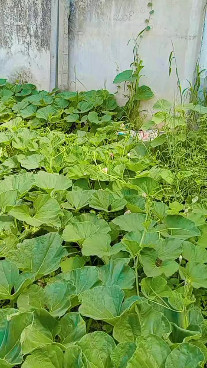 @Nu Nu