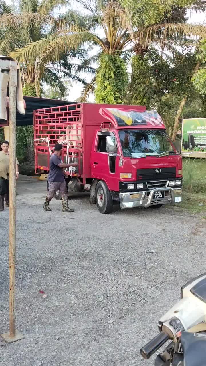 @AmirGarcia69🇲🇾🐂🐐