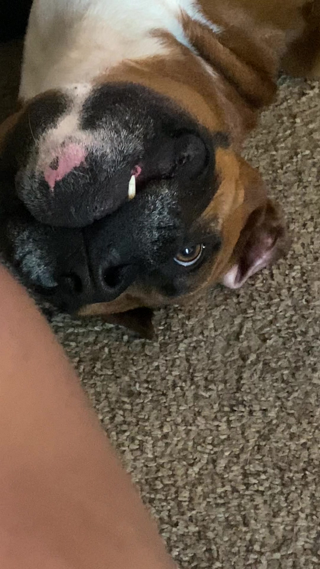 @Clyde the Boxermix