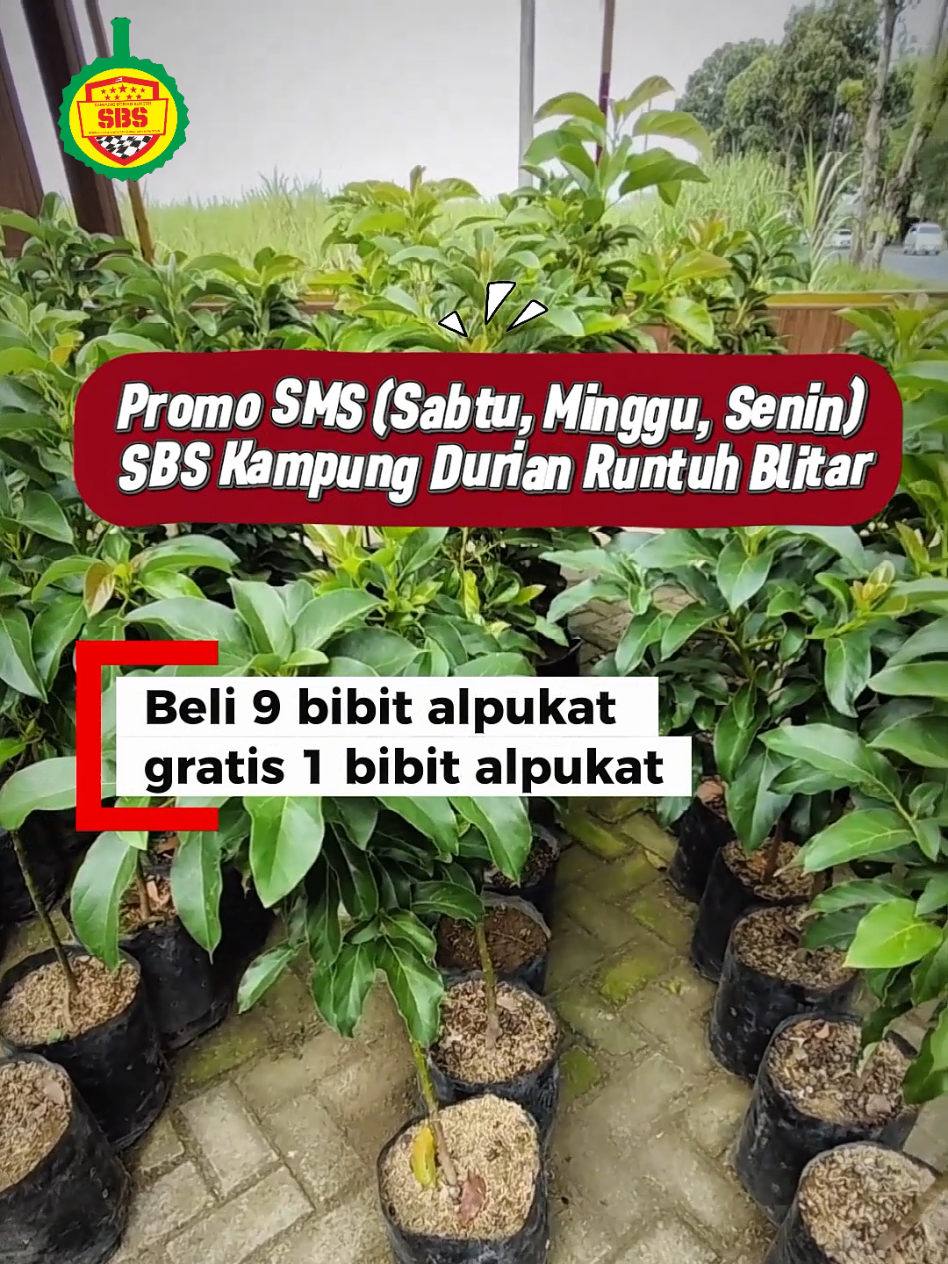 @Produksi Buah_SBS