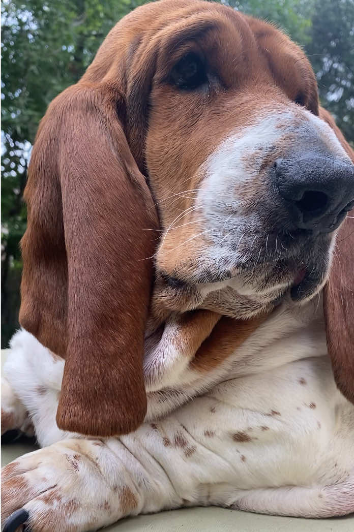 @baudelairethebasset