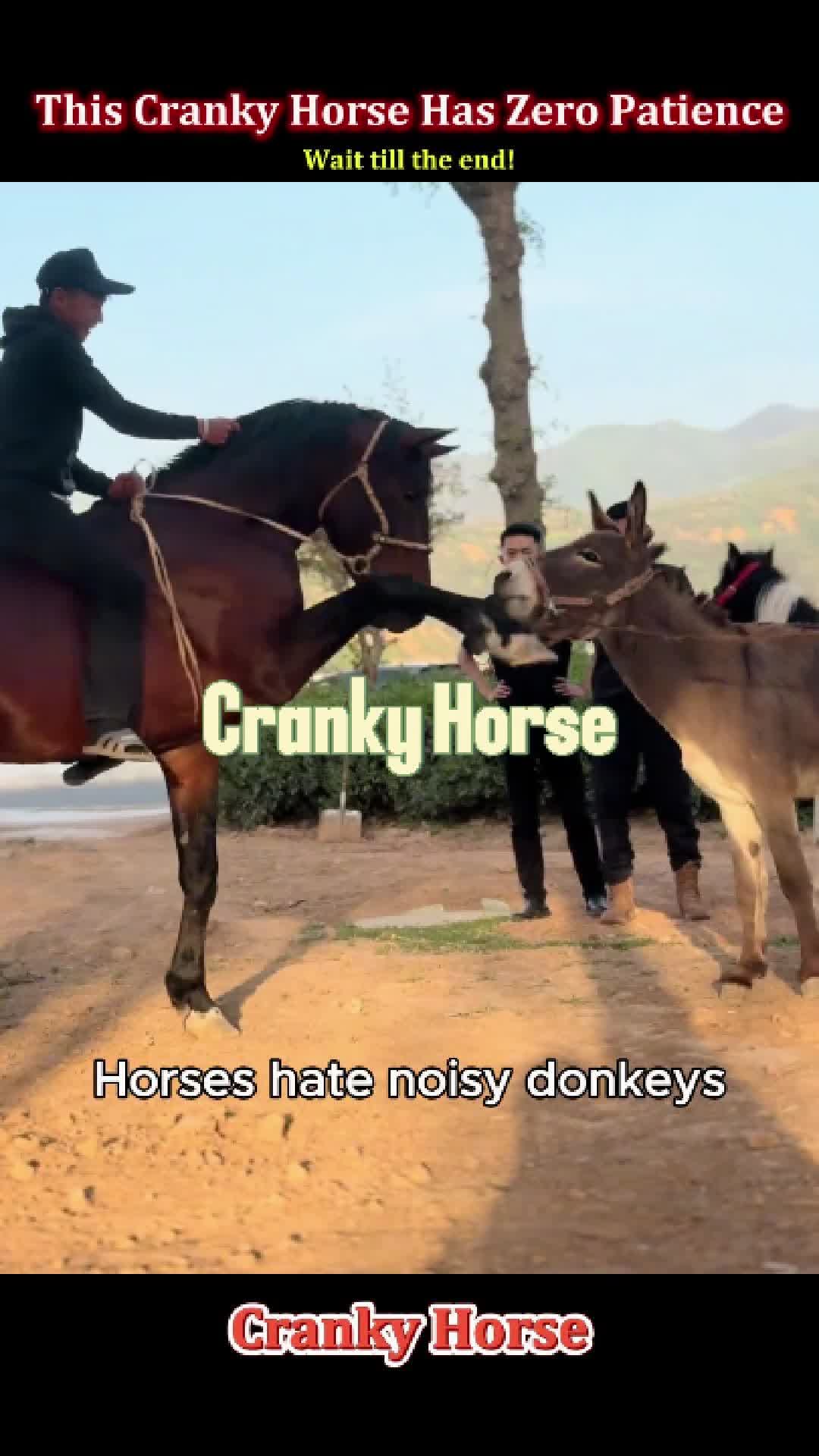 @Pet.humor5.USA
