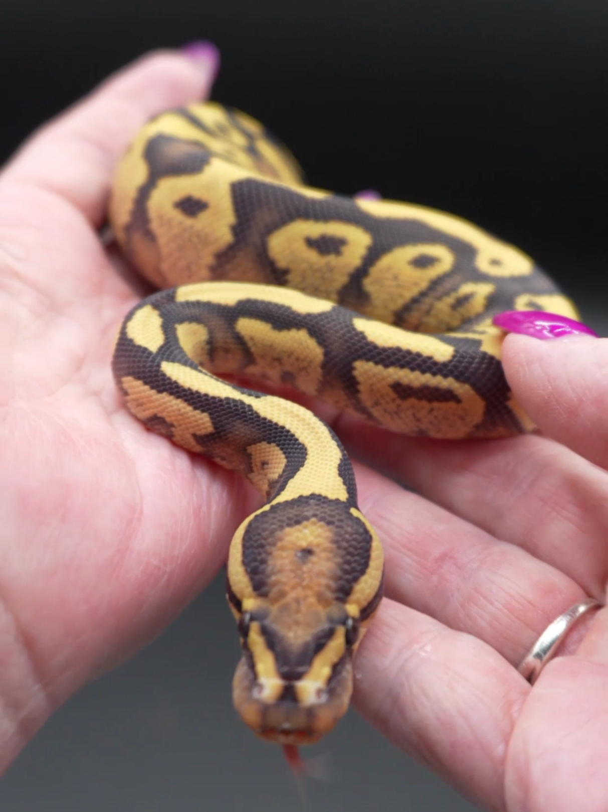 @Proxima Reptilis
