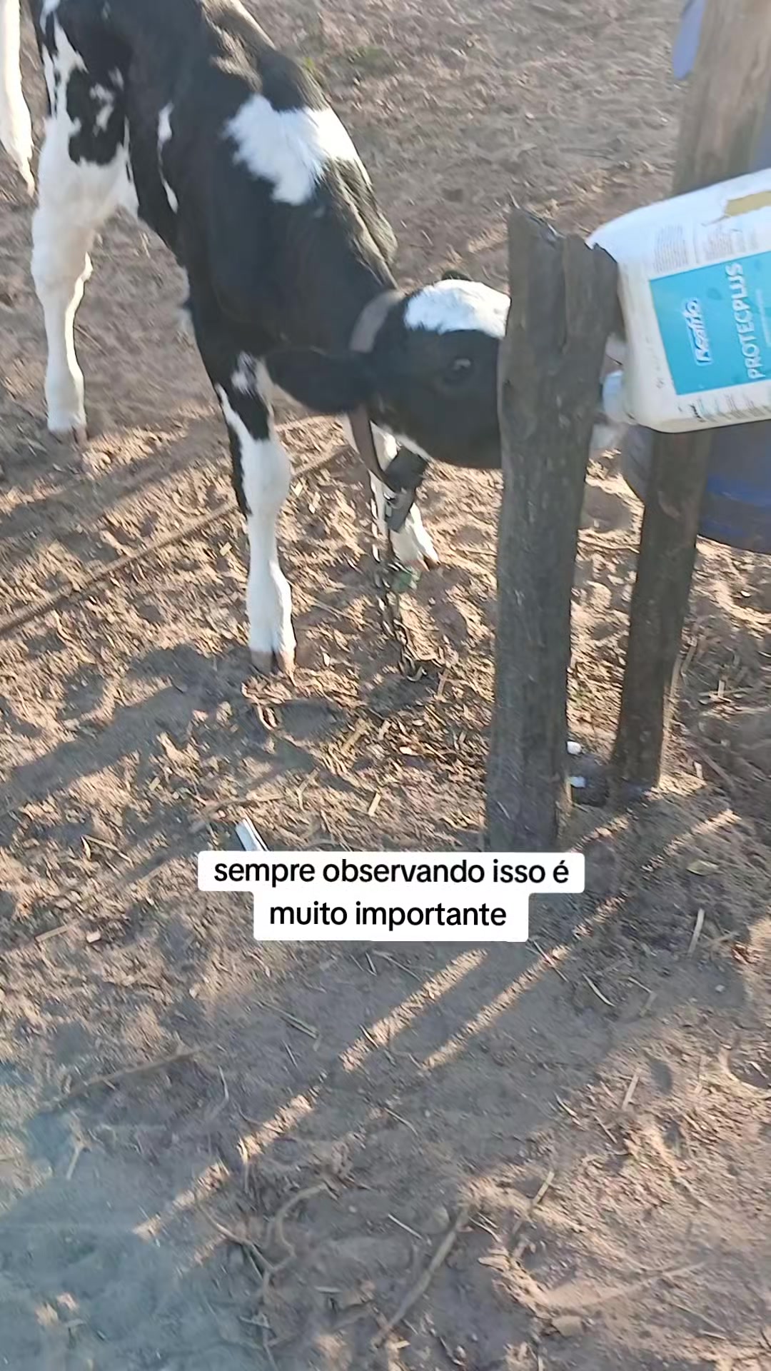@jocriador