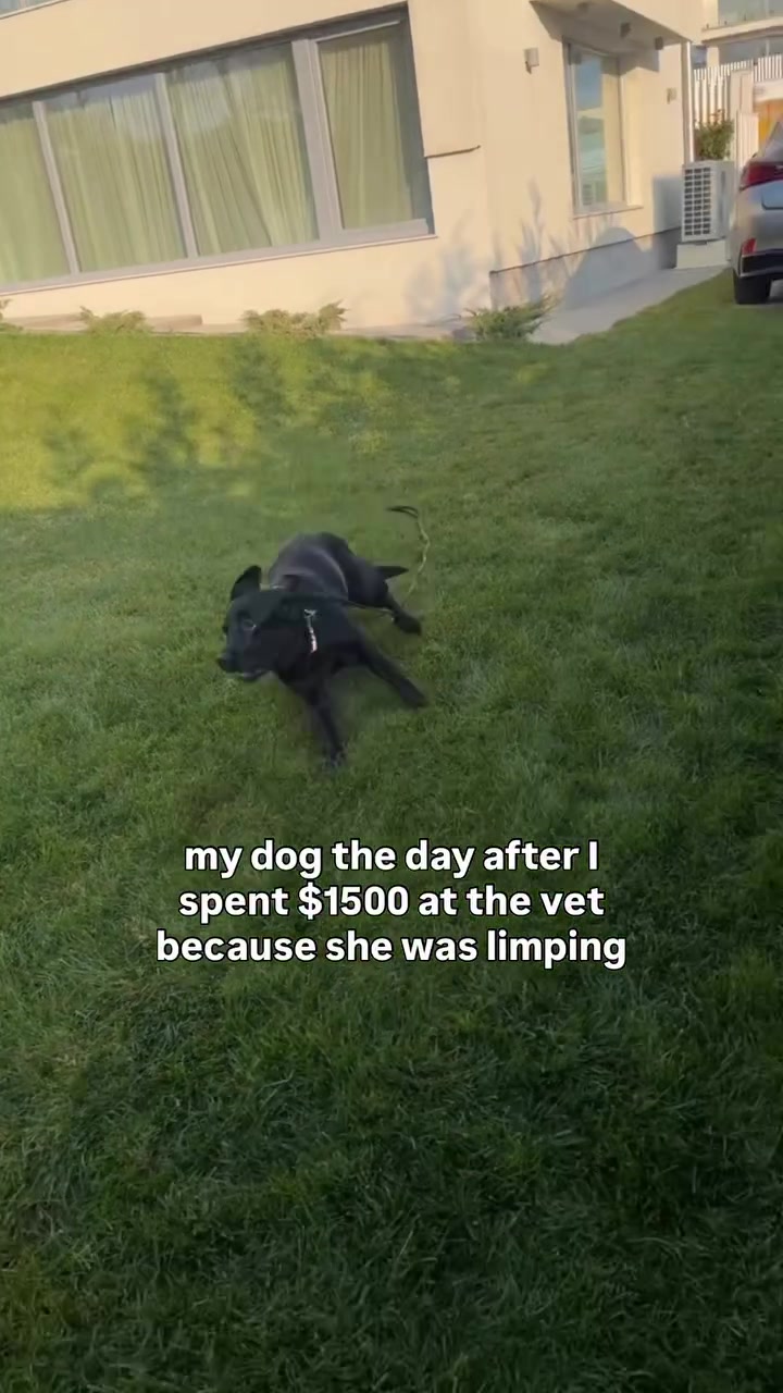 @lisatheblacklab
