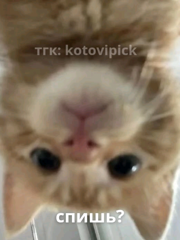 @||евланка^_-