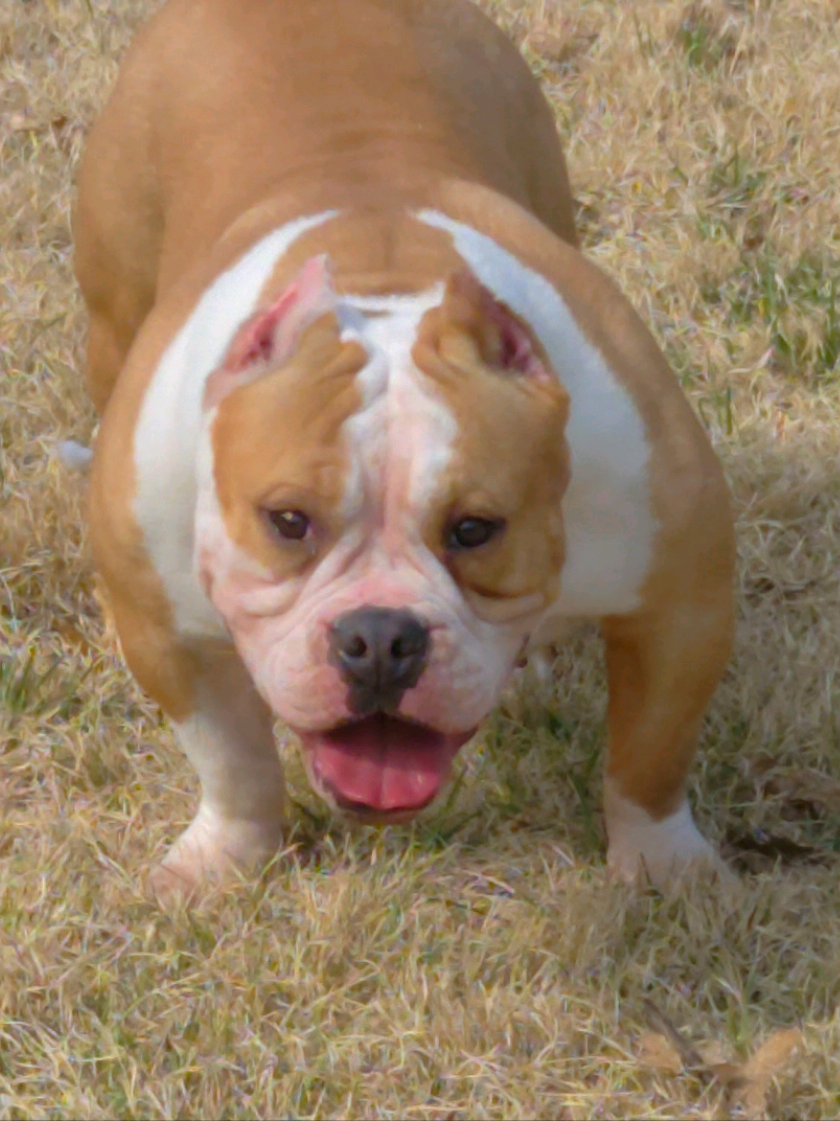 @125 BullyCamp