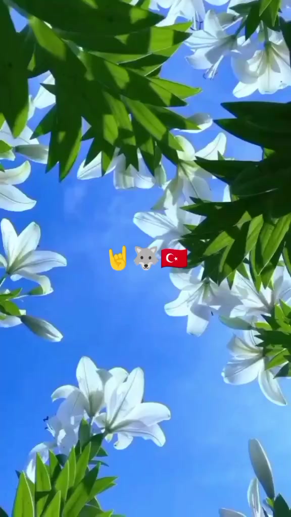 @Asena 1453