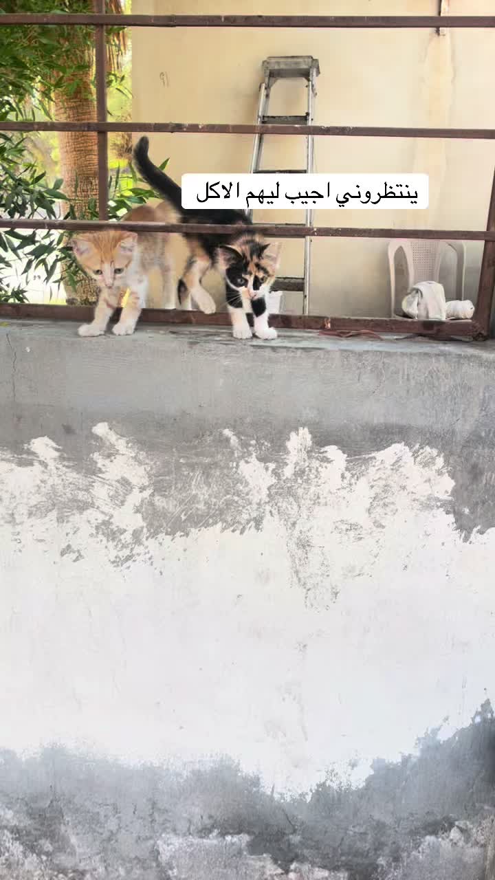 @ashkaltbiah